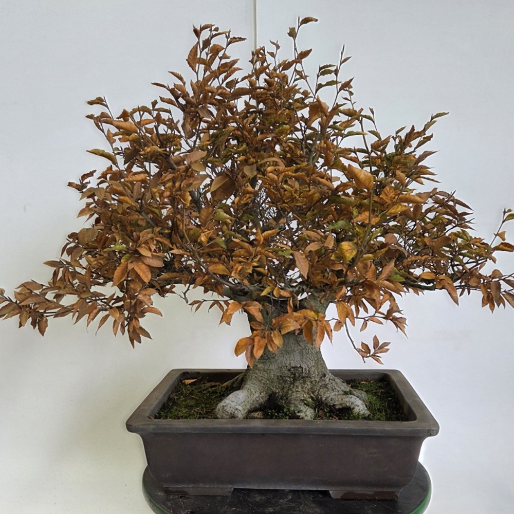 Bonsai da esterno - Fagus crenata