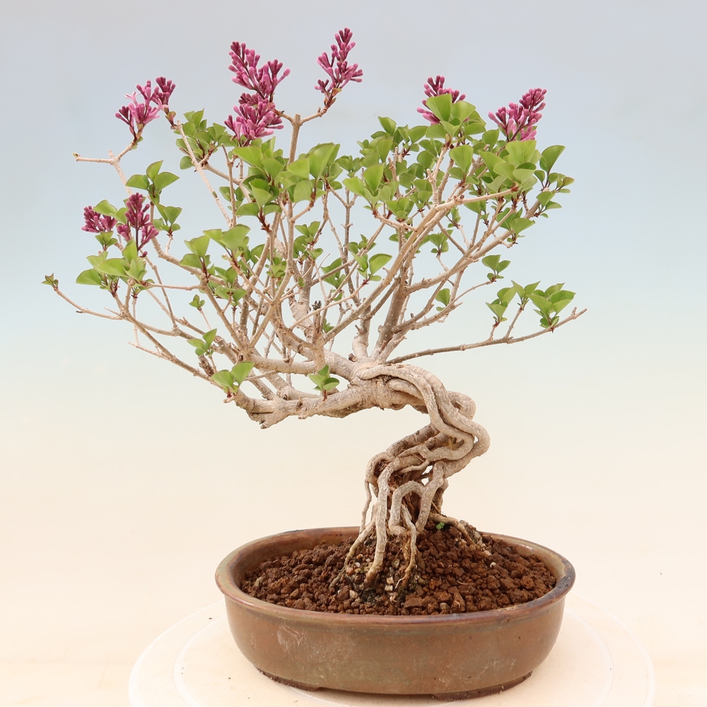 Bonsai da esterno - Syringa microphylla - lillà a fiore piccolo
