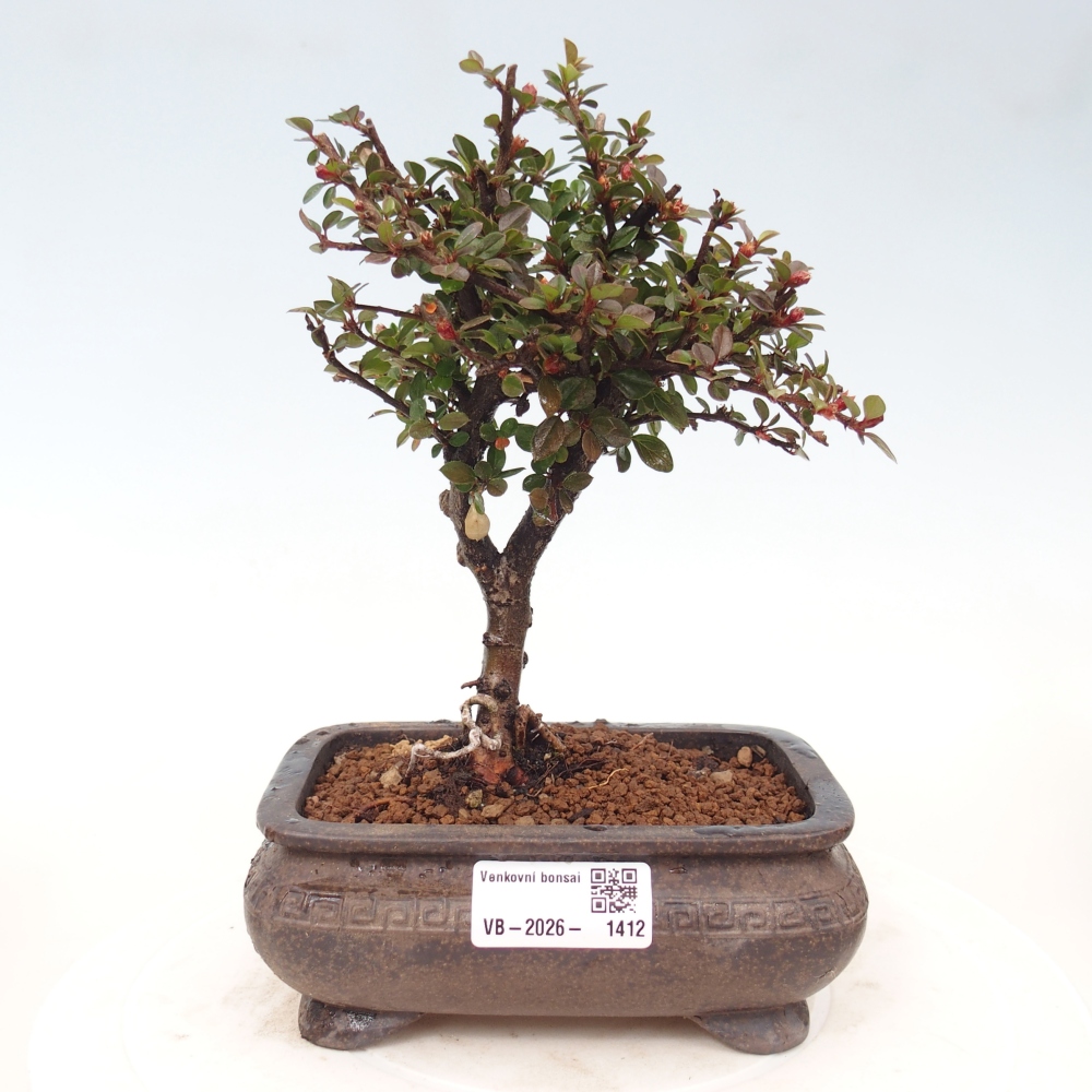 Bonsai da esterno - Cotoneaster horizontalis - Montagna rocciosa
