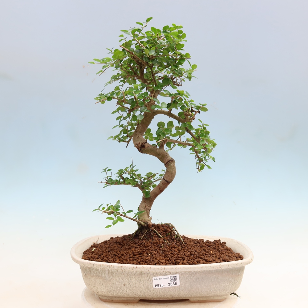 Camera bonsai -Ligustrum retusa - becco d'uccello a foglie piccole