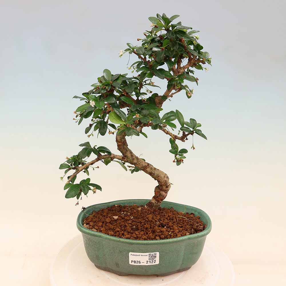 Camera bonsai - Carmona macrophylla - Tea fuki