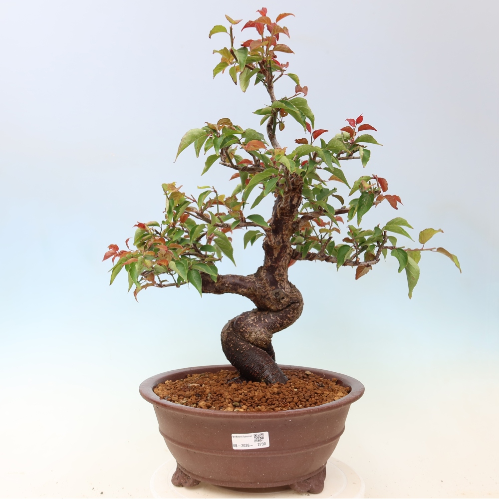 Bonsai da esterno - Albicocco giapponese - Prunus Mume