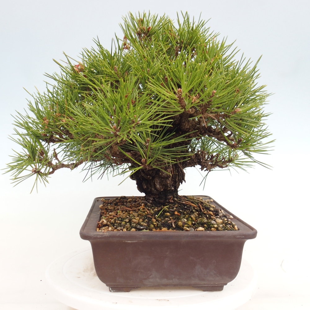 Bonsai da esterno - Pinus thunbergii - Pino di Thunberg