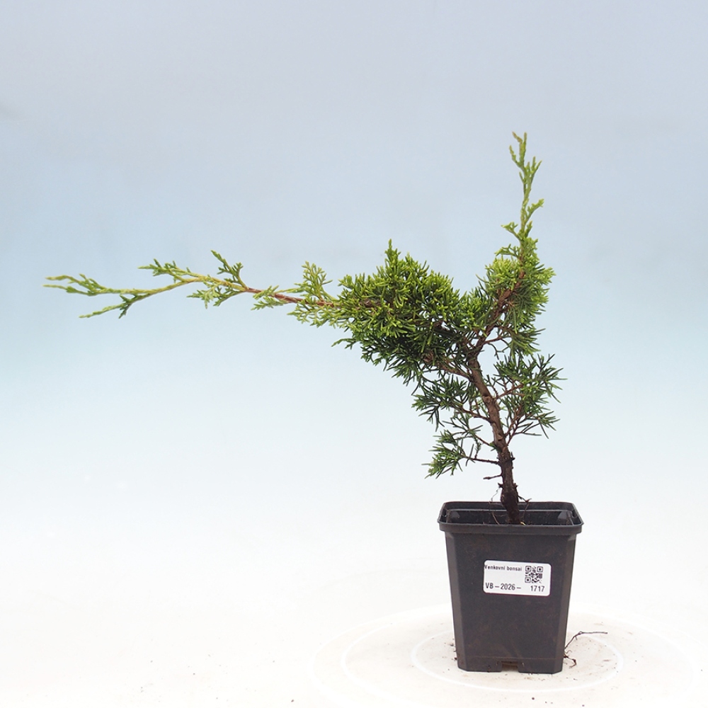 Bonsai da esterno - Juniperus chinensis Itoigawa