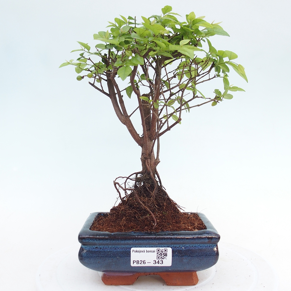 Camera bonsai - Sageretia thea - Sageretia thea