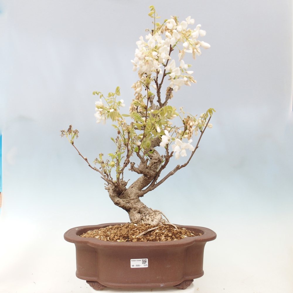 Bonsai da esterno - Vistaria - Glicine