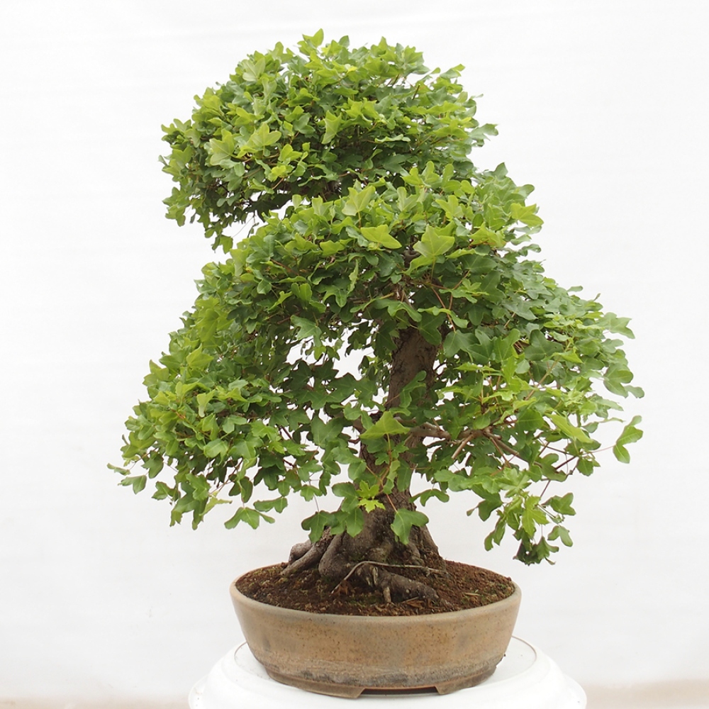 Bonsai da esterno - Acero francese - Acer Nonspessulanum