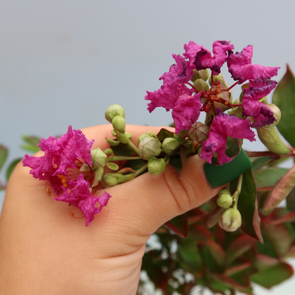 Bonsai da interno - Lagerstroemia indica - lillà indiano