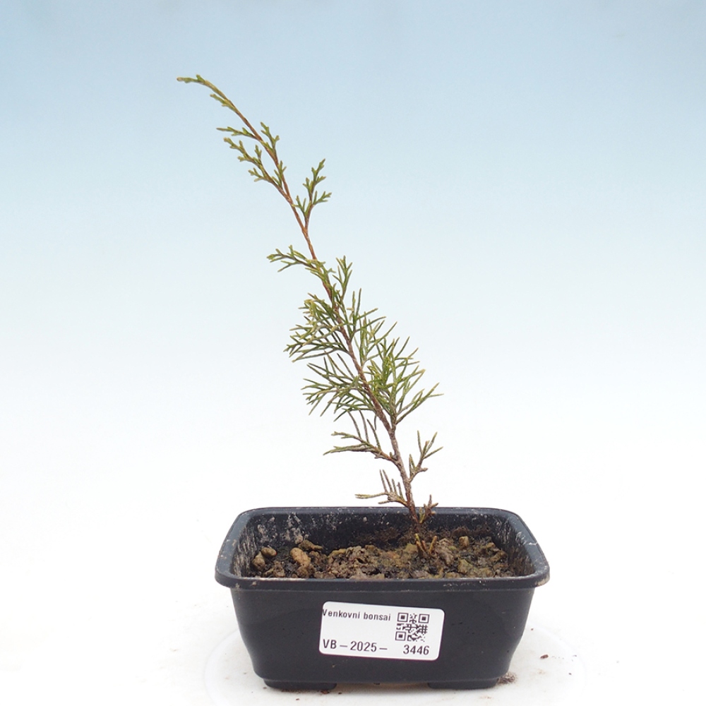 Bonsai da esterno - Juniperus chinensis Itoigawa
