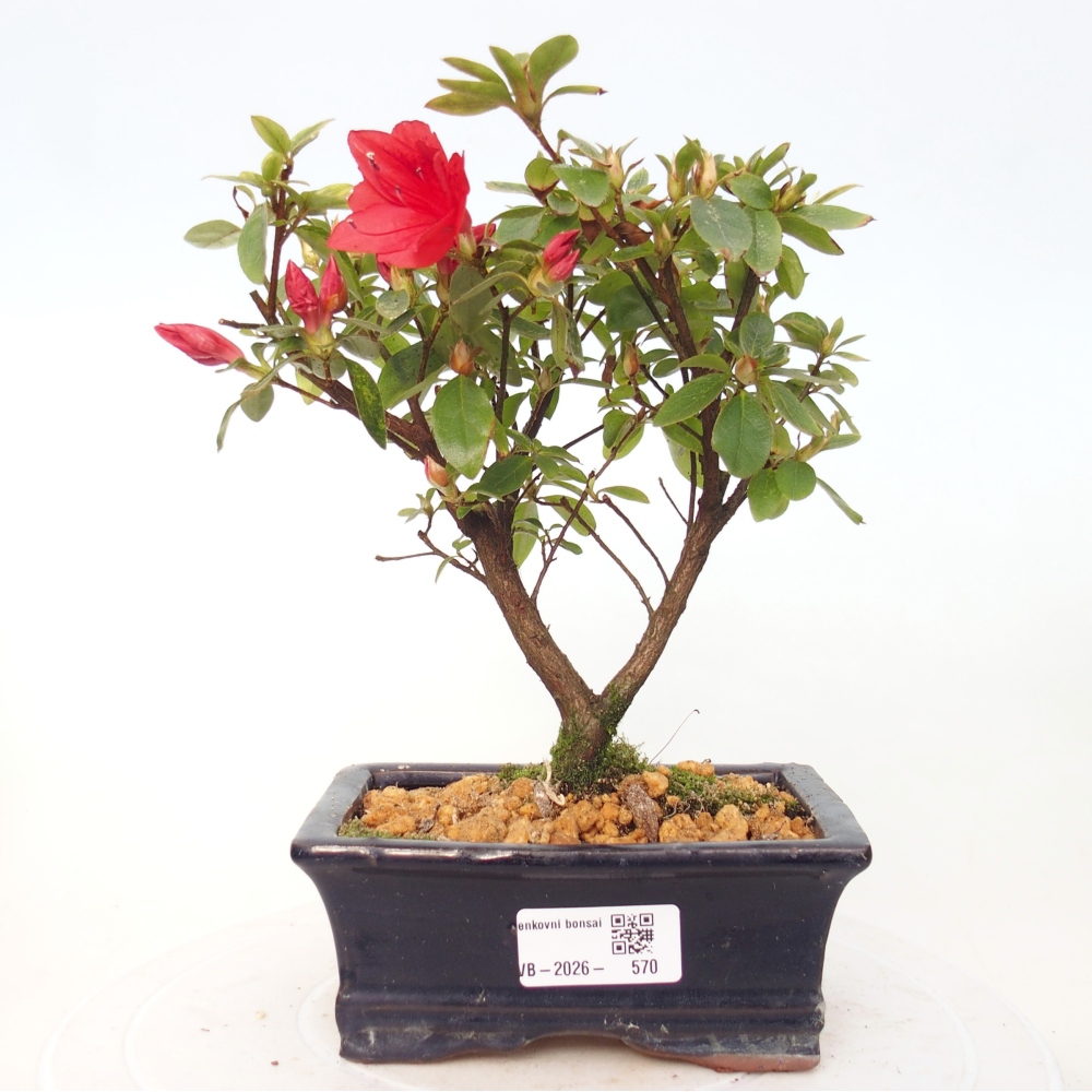 Bonsai da esterno - Azalea giapponese - Azalea sp.