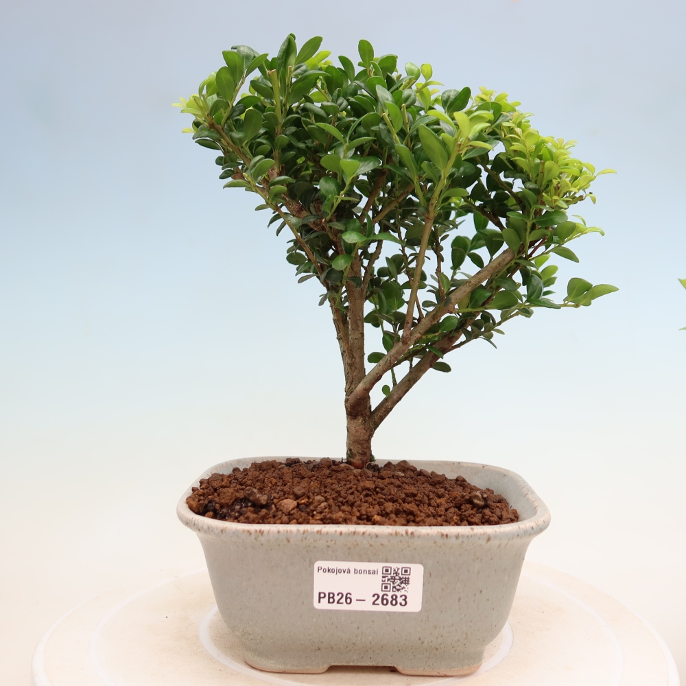 Camera bonsai - Ilex crenata - Agrifoglio