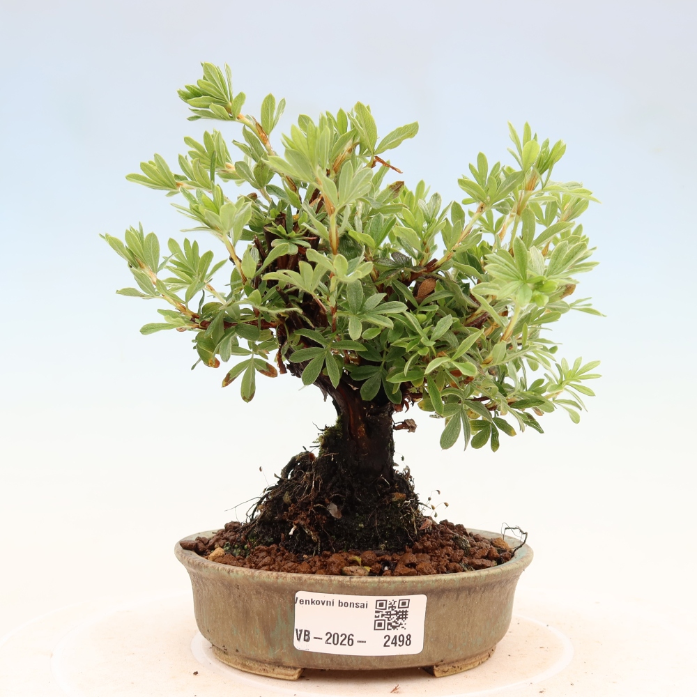 Bonsai da esterno - Potentila fruticosa