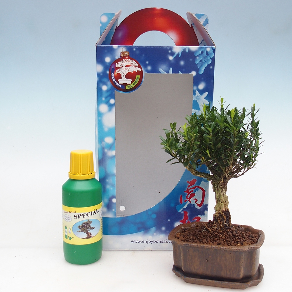 Bonsai da camera in confezione regalo Buxus harlandii - buxus da sughero