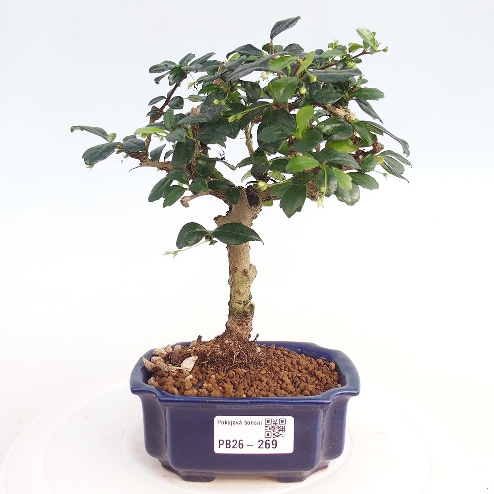 Camera bonsai - Carmona macrophylla - Tea fuki