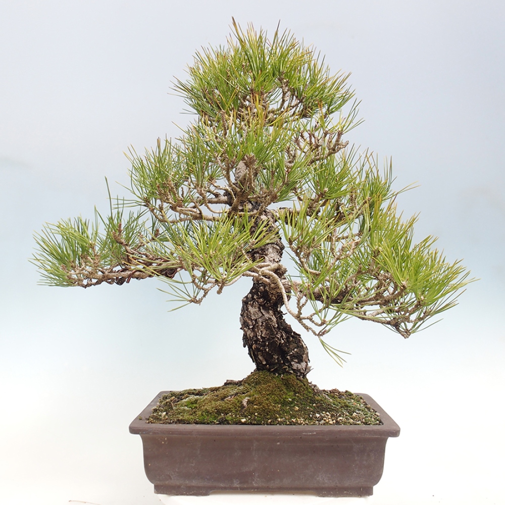 Bonsai da esterno - Pinus thunbergii - Pino di Thunberg