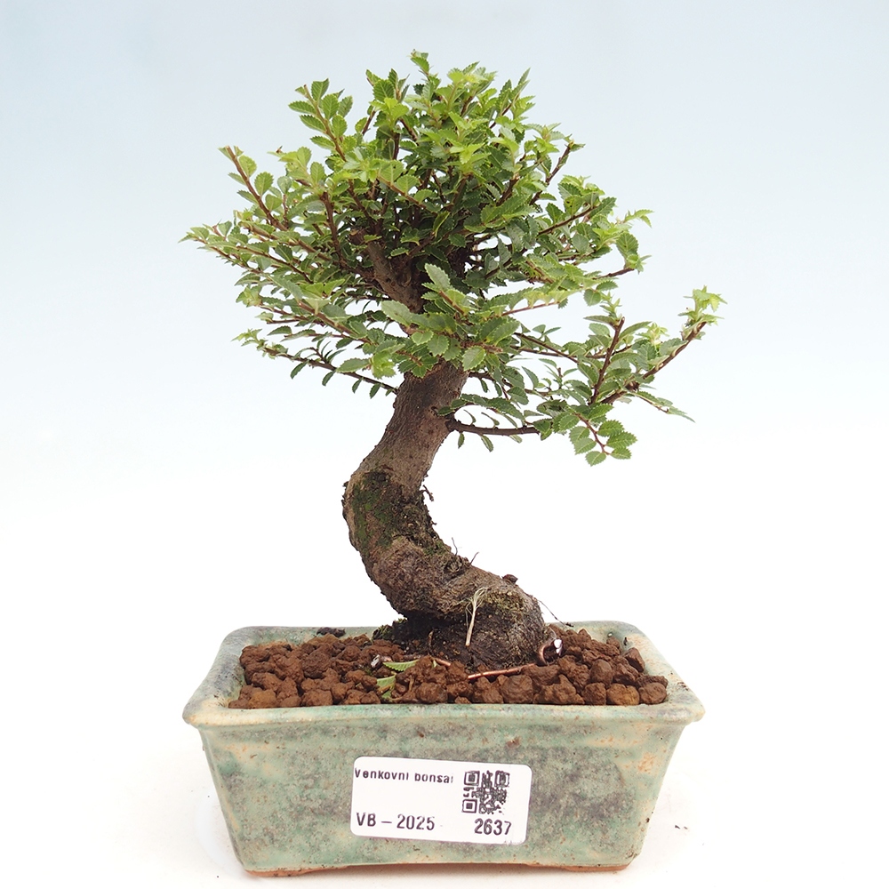 Bonsai da esterno - Ulmus parvifolia Hokkaido - Olmo cinese