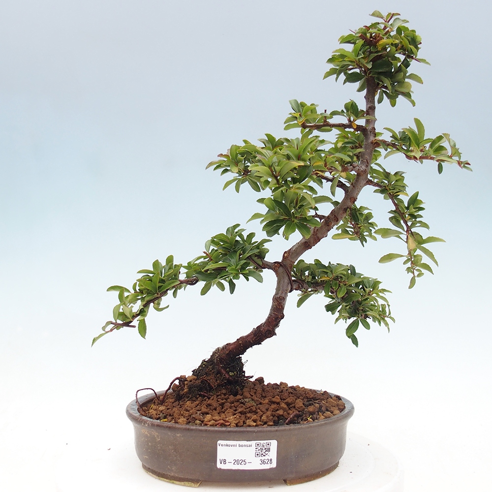 Bonsai da esterno-Pyracantha Teton -Hlox