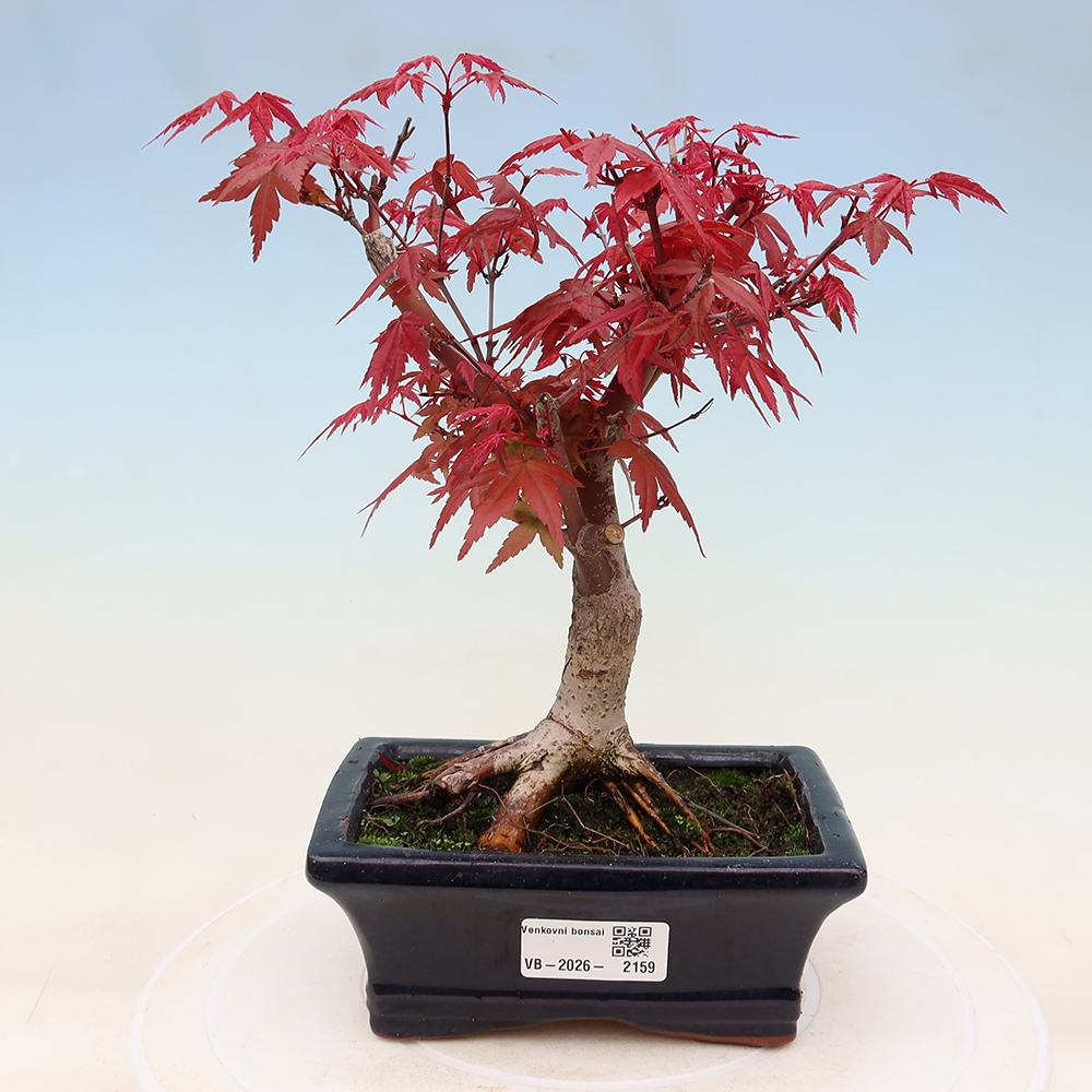 Bonsai da esterno - Acer palmatum DESHOJO