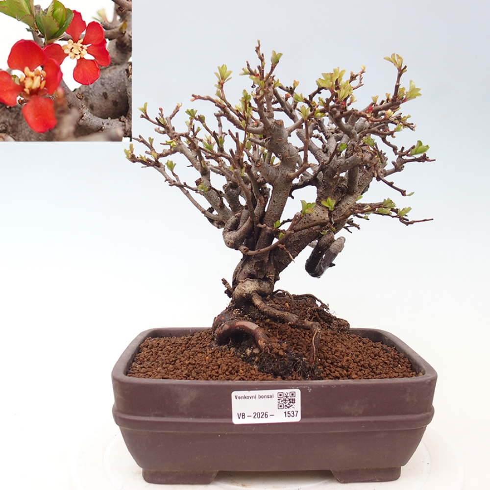 Bonsai da esterno - Chaneomeles speciosa - Cotogno