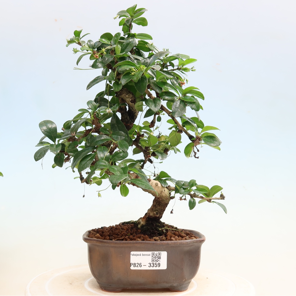 Camera bonsai - Carmona macrophylla - Tea fuki