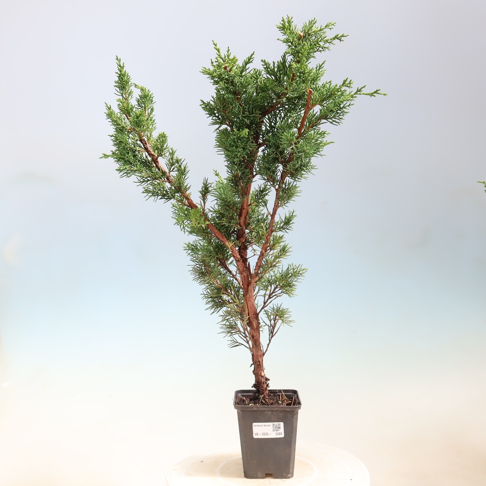 Bonsai da esterno - Juniperus chinensis Kishu