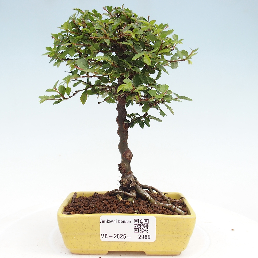 Bonsai da esterno - Ulmus parvifolia Sagei - Olmo a foglie piccole