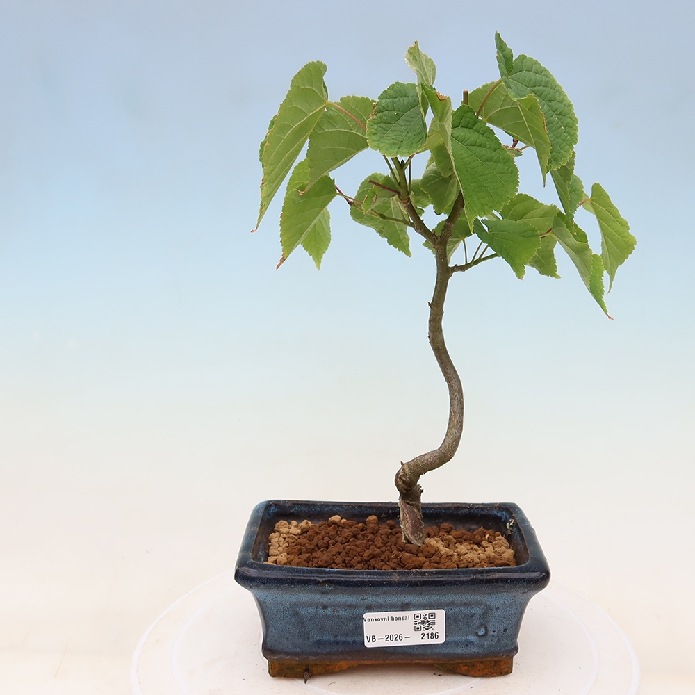 Bonsai da esterno - Tiglio cordato - Tilia cordata