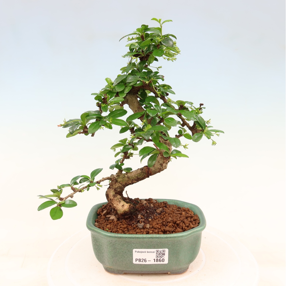 Camera bonsai - Carmona macrophylla - Tea fuki