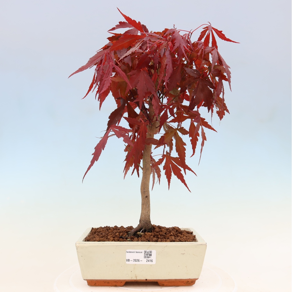 Bonsai da esterno - Palma Acer. Atropurpureum-Javor palmate