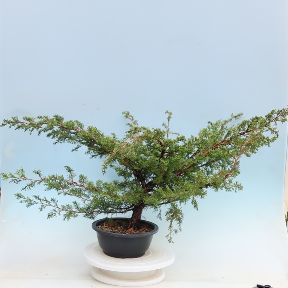 Bonsai da esterno - Juniperus chinensis Itoigawa - Ginepro cinese
