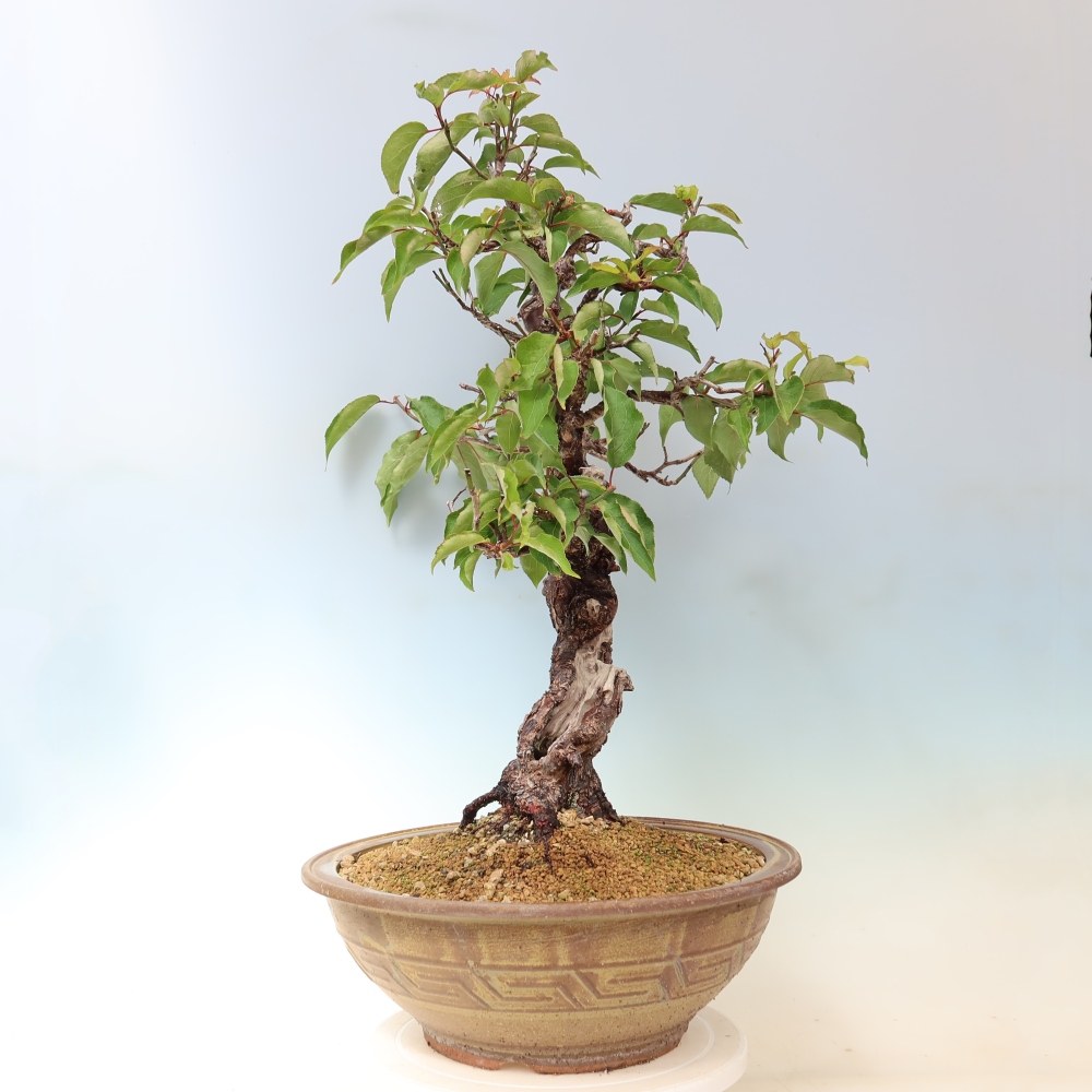 Bonsai da esterno - Albicocco giapponese - Prunus Mume