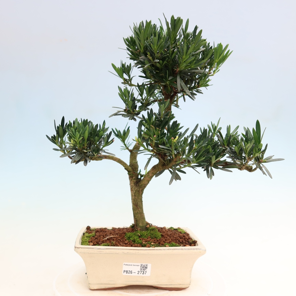 Camera bonsai - Podocarpus - Tasso delle pietre