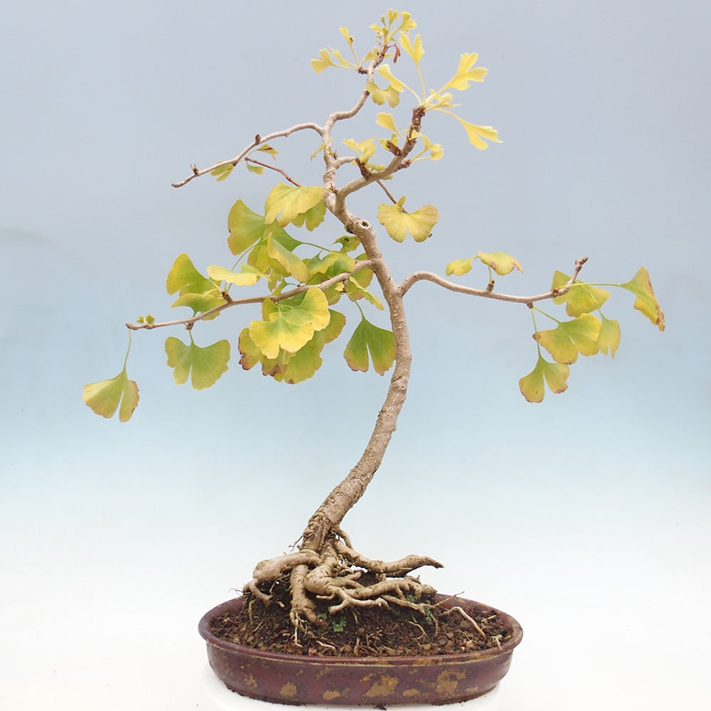 Bonsai da esterno - Ginkgo biloba - Ginkgo biloba