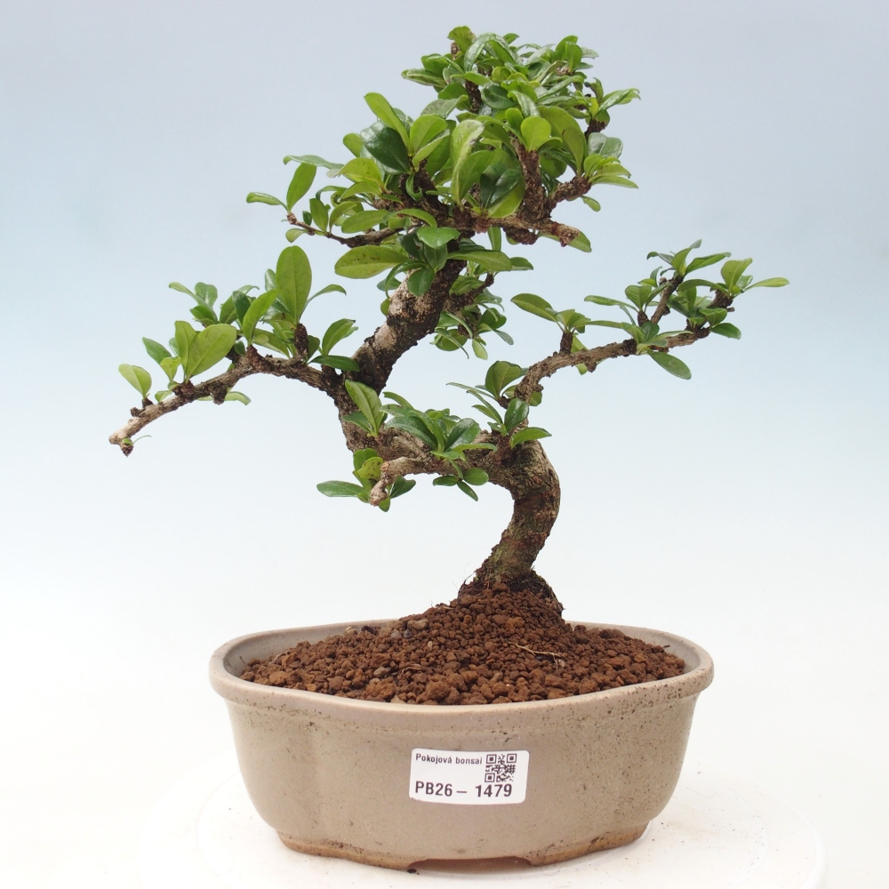Camera bonsai - Carmona macrophylla - Tea fuki