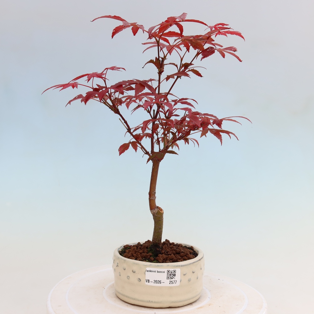 Bonsai da esterno - Palma Acer. Atropurpureum-Javor palmate
