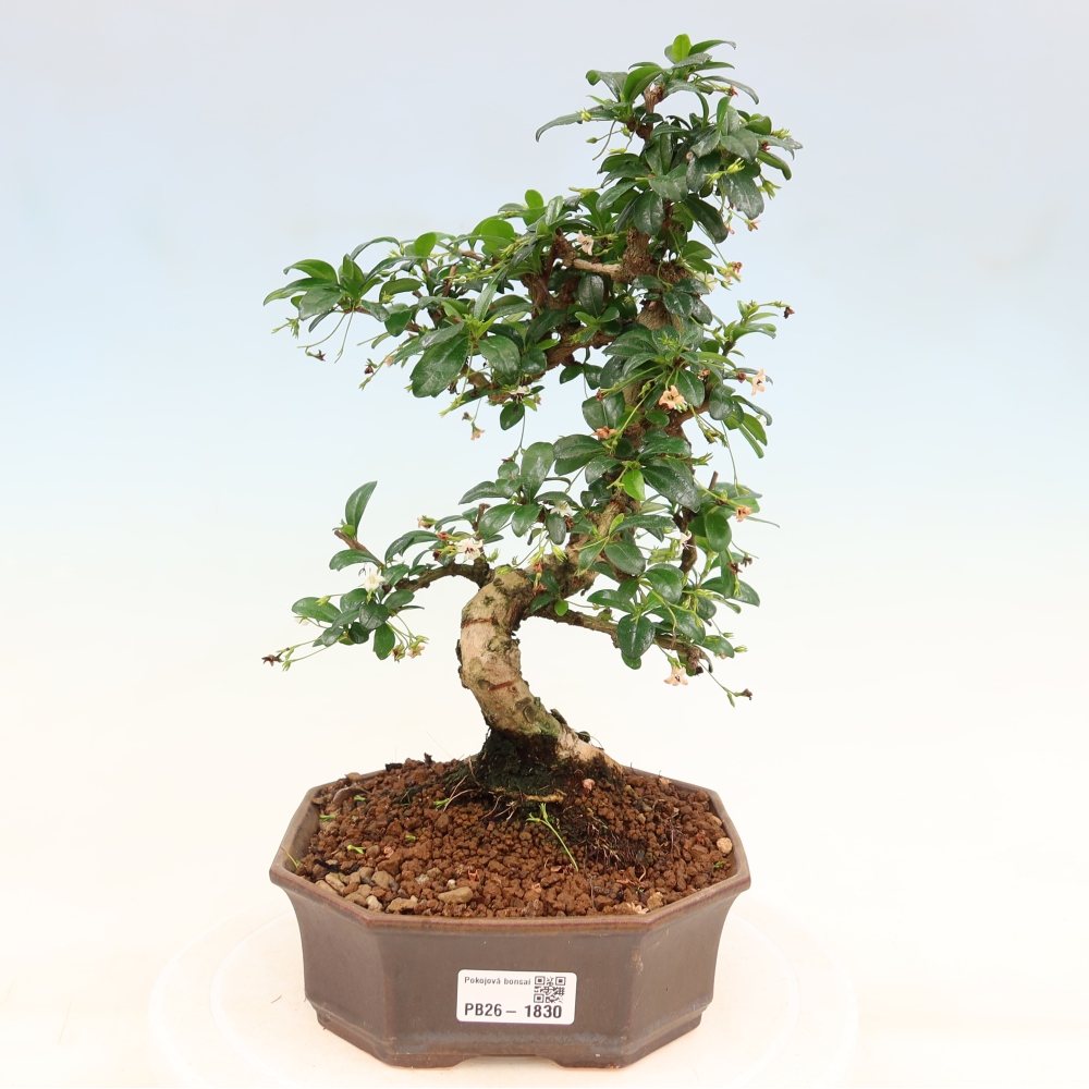 Camera bonsai - Carmona macrophylla - Tea fuki