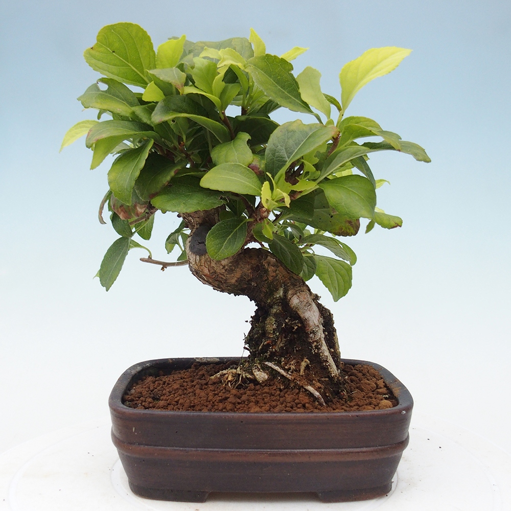 Bonsai da esterno - Celastrus orbiculatus