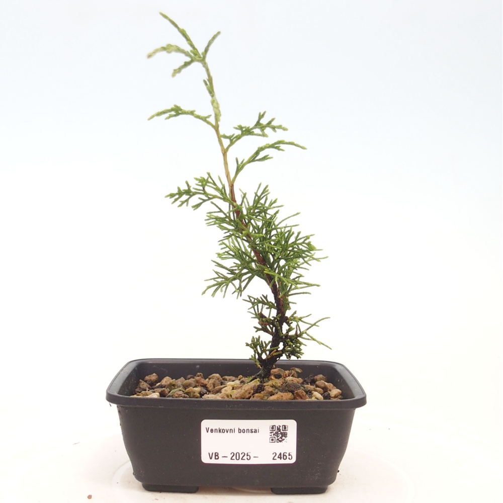 Bonsai da esterno - Juniperus chinensis Itoigawa