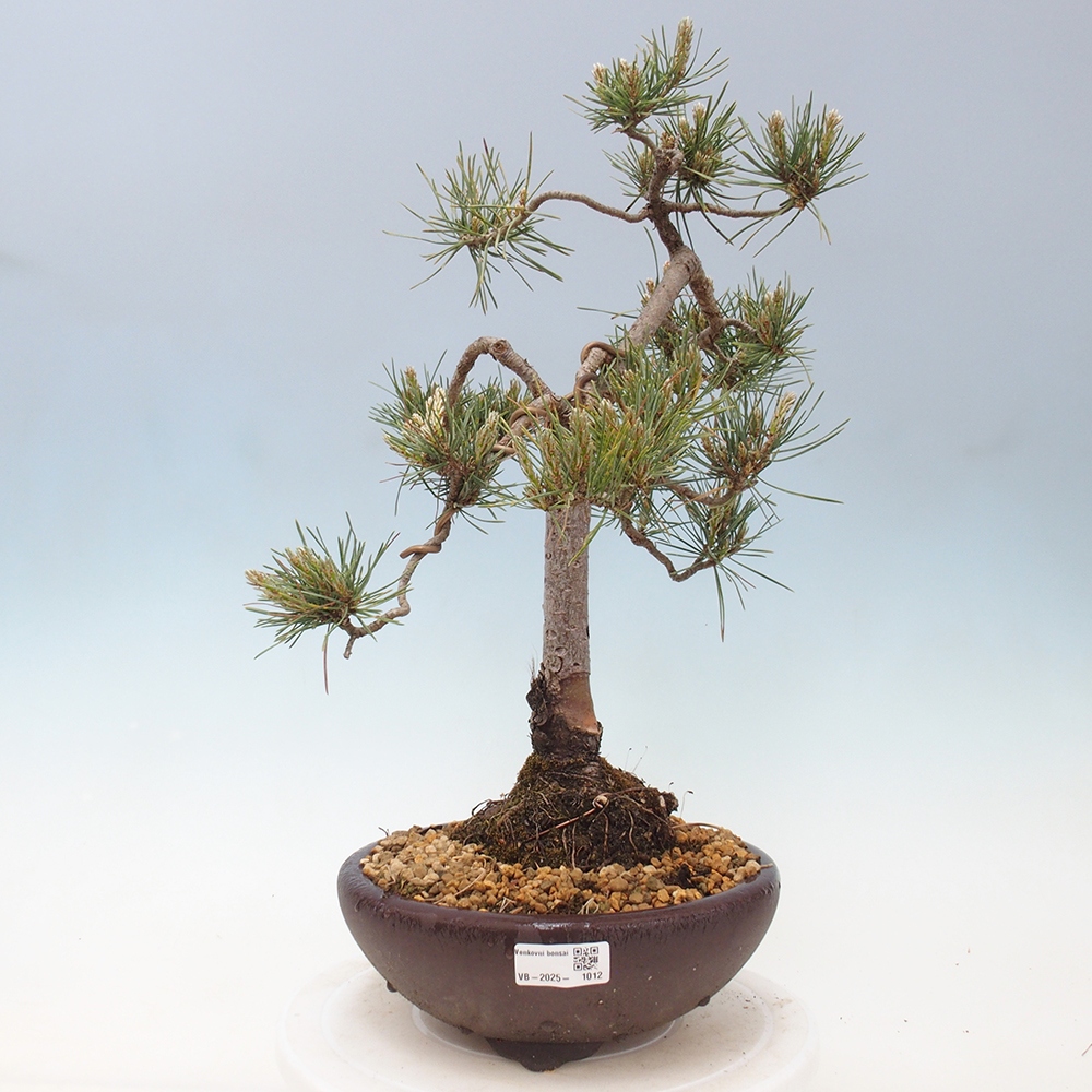 Bonsai da esterno - Pinus Sylvestris Watererri - Pino silvestre