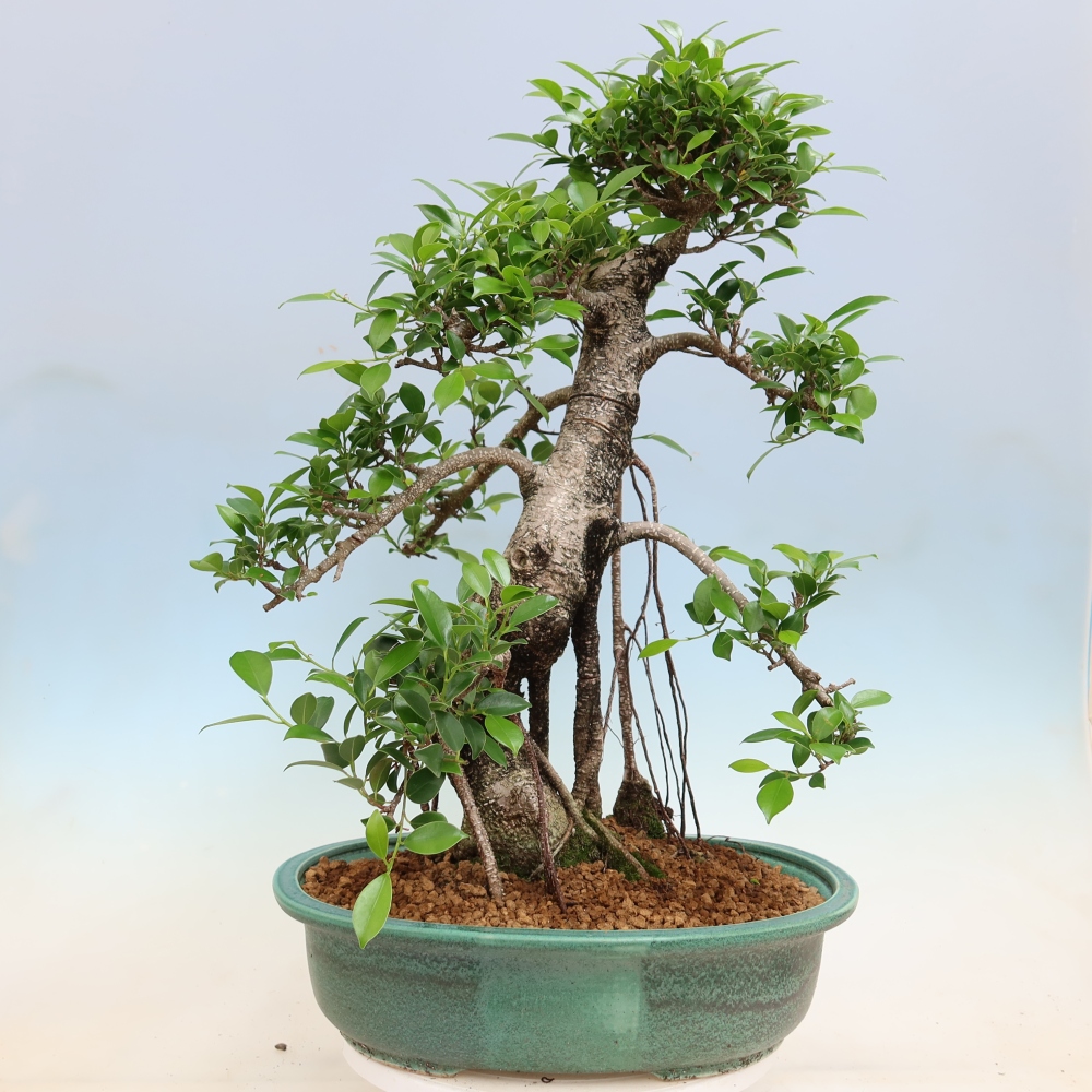 Camera bonsai - Ficus kimmen - ficus a foglie piccole