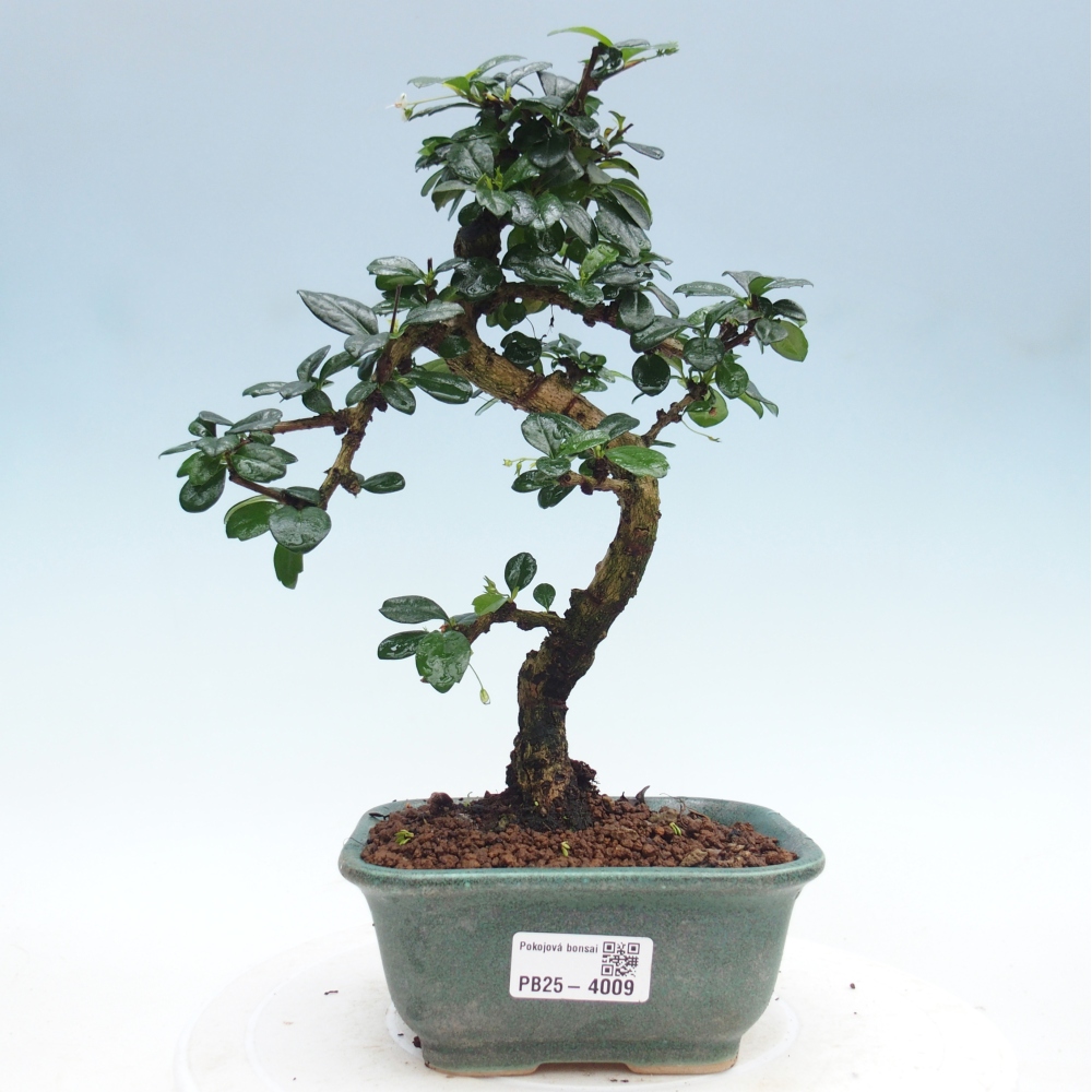 Camera bonsai - Carmona macrophylla - Tea fuki