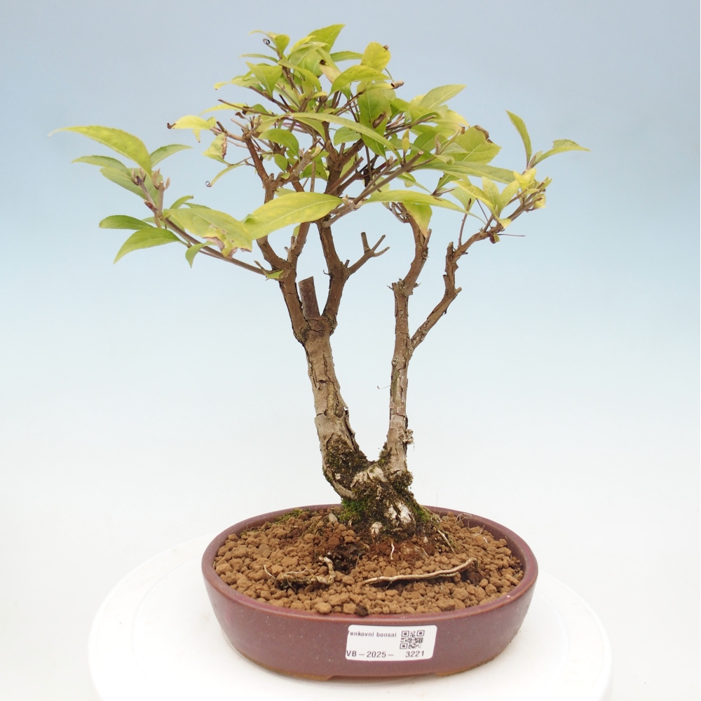Bonsai da esterno - Callicarpa japonica