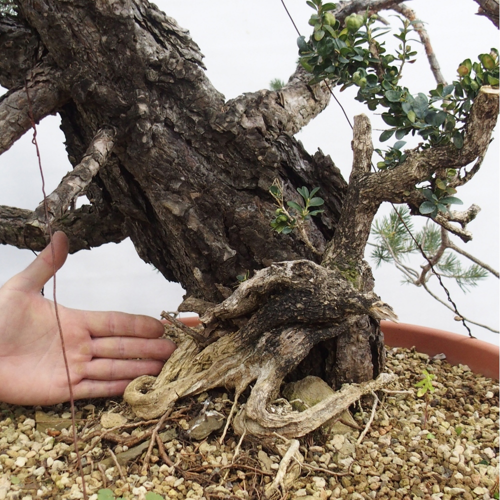 Yamadori - Pinus sylvestris Spagna