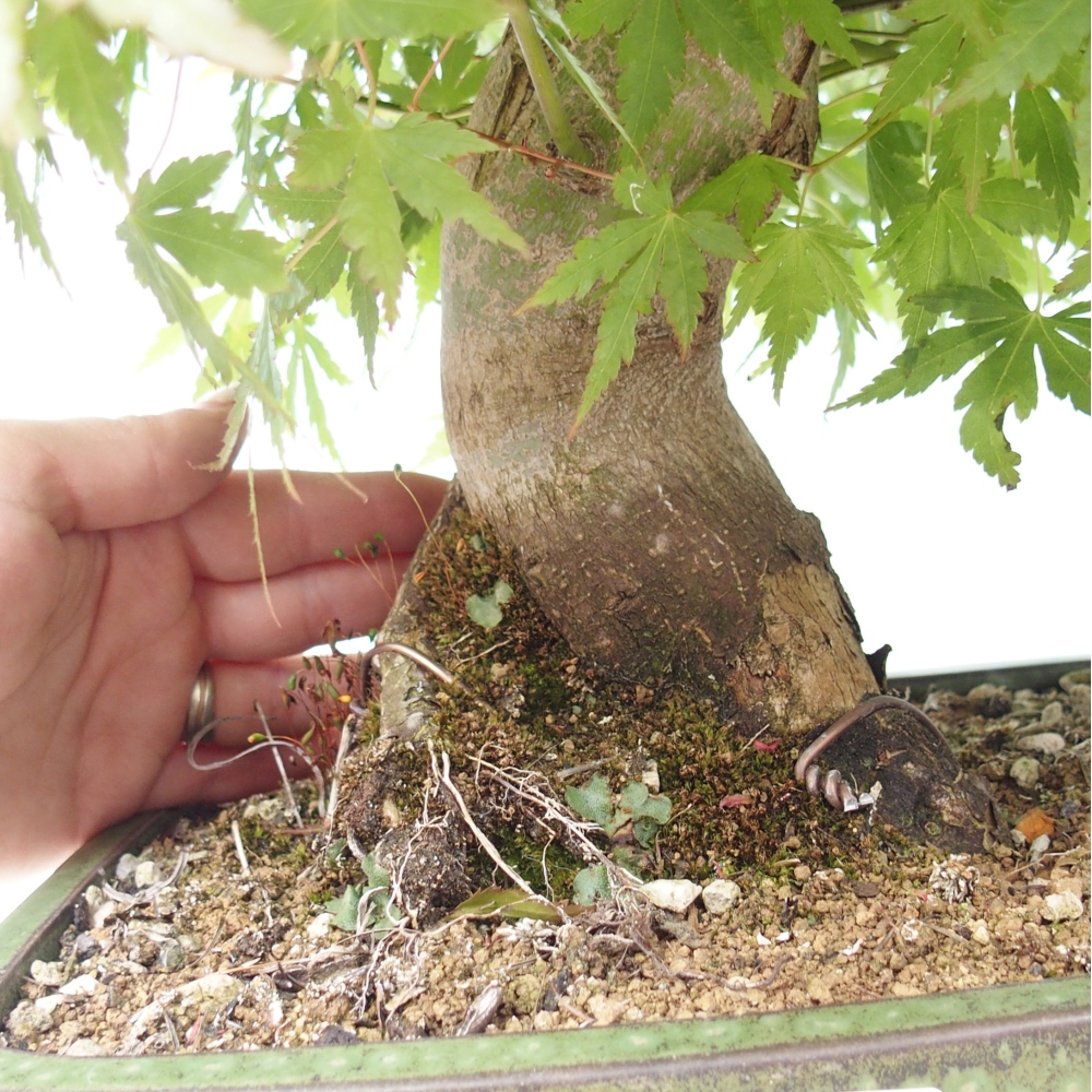 Bonsai da esterno - Acer palmatum - SOLO preparazione del pallet