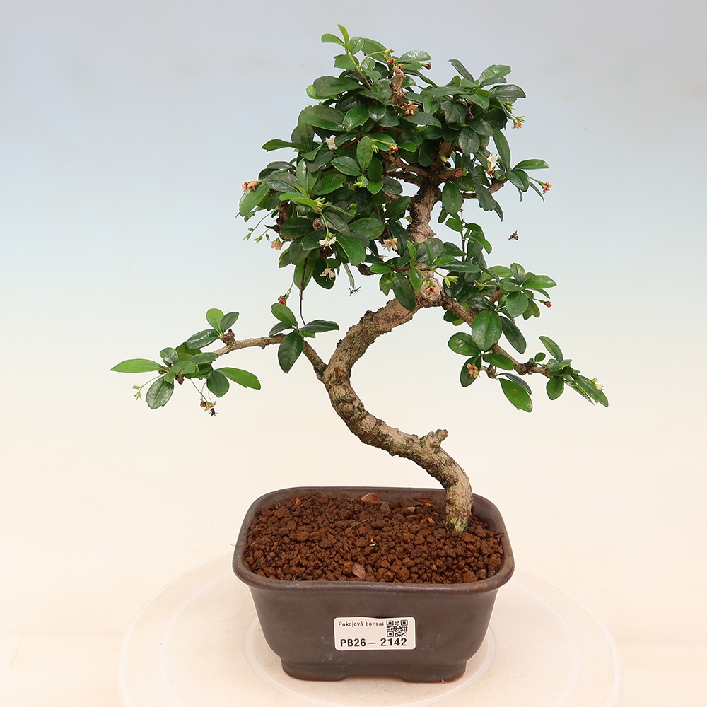 Camera bonsai - Carmona macrophylla - Tea fuki