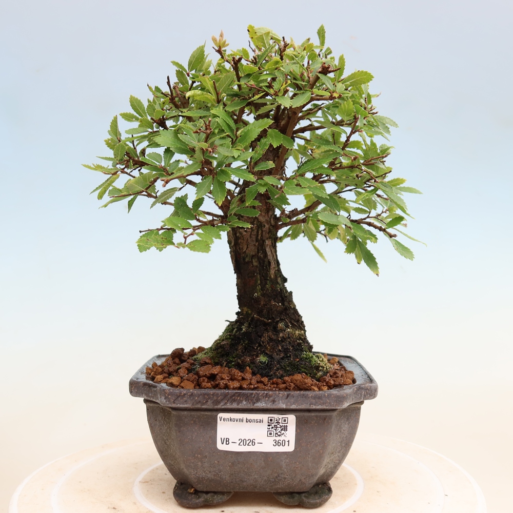 Bonsai da esterno - Zelkova - Zelkova NIRE