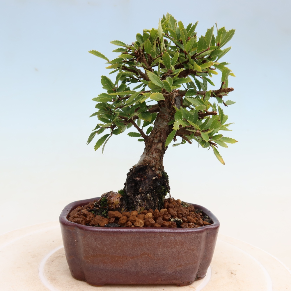 Bonsai da esterno - Zelkova - Zelkova NIRE