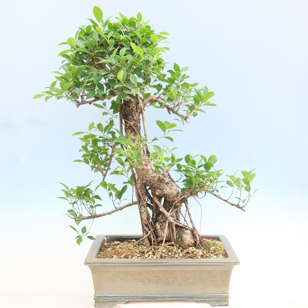 Camera bonsai - Ficus kimmen - ficus a foglie piccole