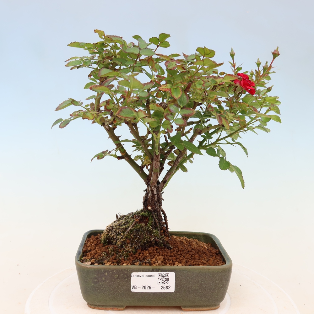 Bonsai da esterno - Rosa Kordes - rosa