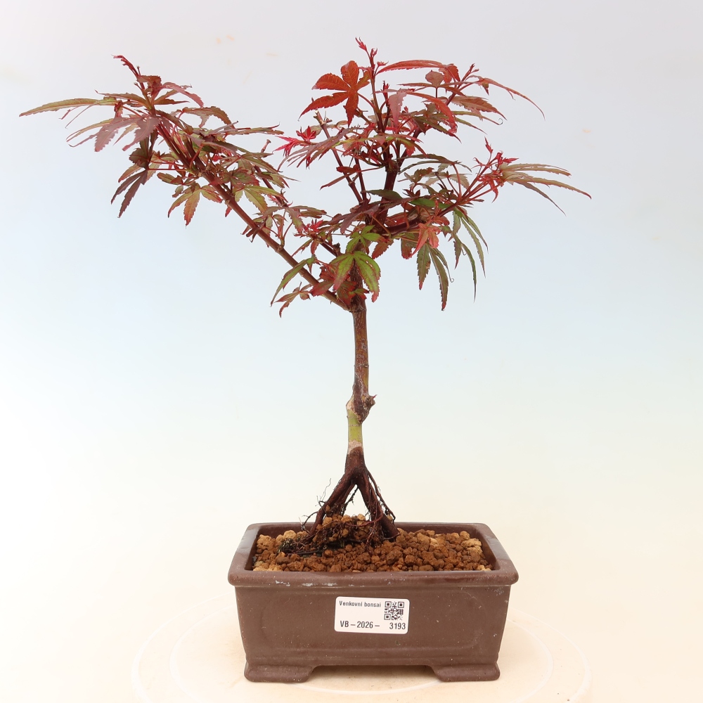 Bonsai da esterno - Acero palmatum - Acer palmatum Berry Broom 